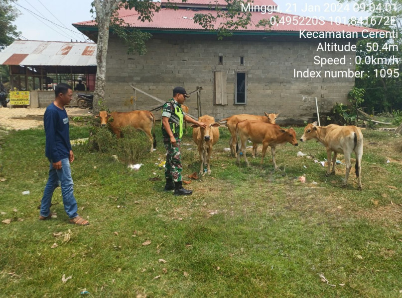 Di Desa Pesikaian Kecamatan Cerenti Kabupaten Kuansing, Anggota Babinsa Koramil 06/Cerenti Kodim 0302/Inhu Cek Ternak Sapi Warga Antisipasi Wabah PMK