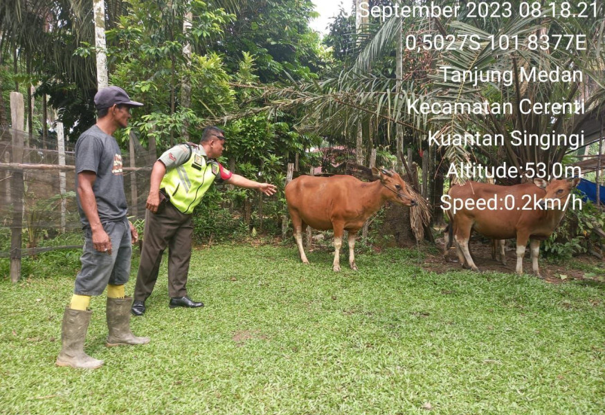Kopda Irwan Babinsa Koramil 06/Cerenti Kodim 0302/Inhu Selalu Cek Ternak Sapi Warga Antisipasi Wabah PMK Didesa Tanjung Medan Kecamatan Cerenti Kabupaten Kuansing