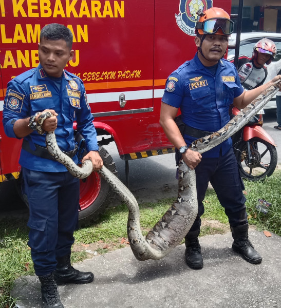 Perut Membesar Usai Lahap Kucing, Ular Piton 4 Meter Berhasil Dievakuasi