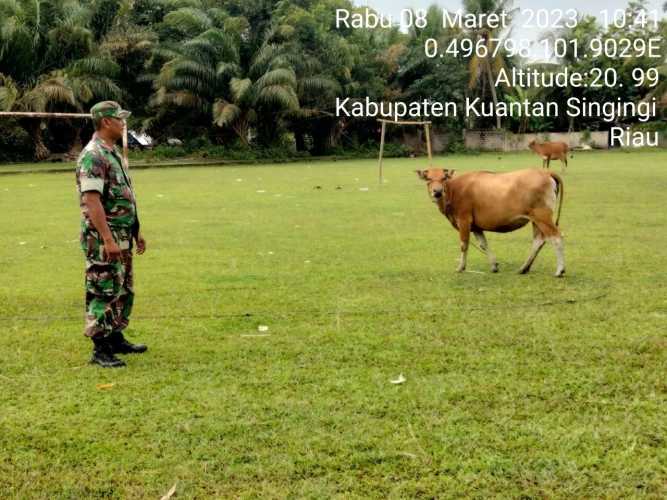 Anggota Koramil 06/Cerenti Kodim 0302/Inhu Mengantisipasi Penularan Penyakit Mulut Dan Kaki (PMK) Sapi di Desa Kompe Berangin Kecamatan Cerenti 