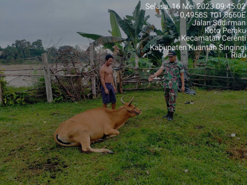 Di Koto Peraku Babinsa Koramil 06/Cerenti Kodim 0302/Inhu Mengantisipasi Penularan Penyakit Mulut Dan Kaki Pada Sapi