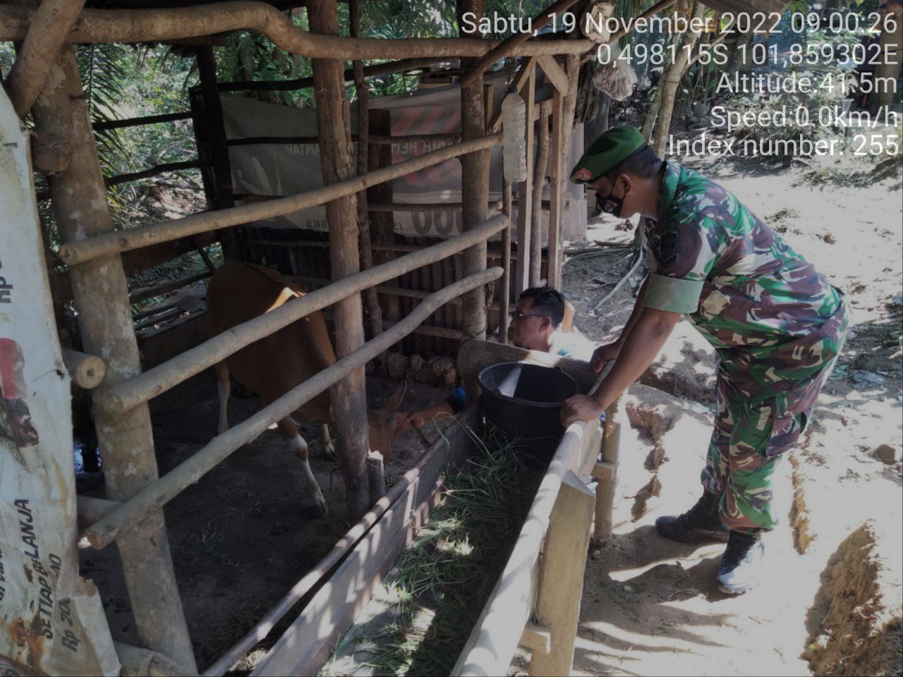 Babinsa Koramil 06/Cerenti Kodim 0302/Inhu, di Desa Pulau Panjang Mengantisipasi Penularan Penyakit Mulut Dan Kaki (PMK) Sapi