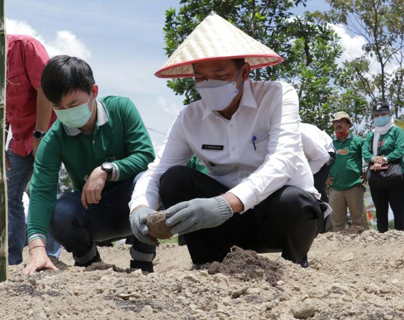Wali Kota Tanam Bibit Porang di Kelurahan Agrowisata Rumbai Barat