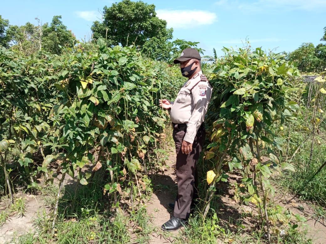Polsek Langgam Cek Situasi Perkembangan Ketahanan Pangan di Wilkum