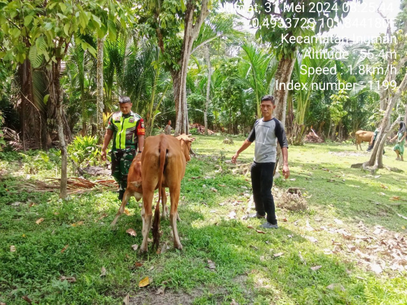 Pratu Chumaidi Babinsa Koramil 06/Cerenti Kodim 0302/Inhu Pantau Dan Cek Ternak Warga Antisipasi PMK Kecamatan Inuman 