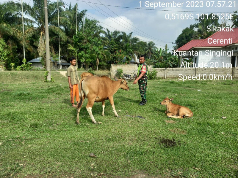 Antisipasi Wabah Virus PMK Pada Ternak Sapi, di Desa Sikakak Kecamatan Cerenti Babinsa Koramil 06/Cerenti Kodim 0302/Inhu Cek Langsung Ternak Sapi
