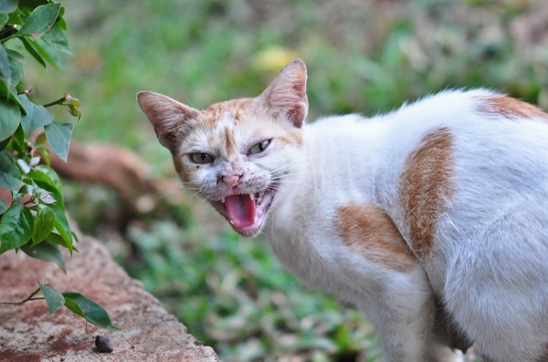 Ada-Ada Saja! Kucing Ini Dijadikan Tersangka Percobaan Pembunuhan Wanita Tua