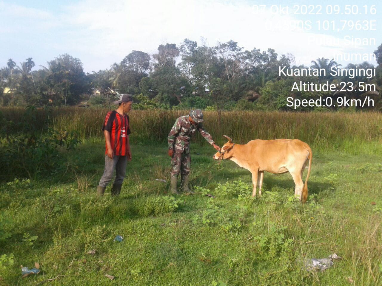 Cegah PMK Ternak Diwilayah Binaan, Babinsa Koramil 06/Cerenti Terus Pantau Ternak Warga Desa Pulau Sipan Kecamatan Inuman Kabupaten Kuantan Singingi