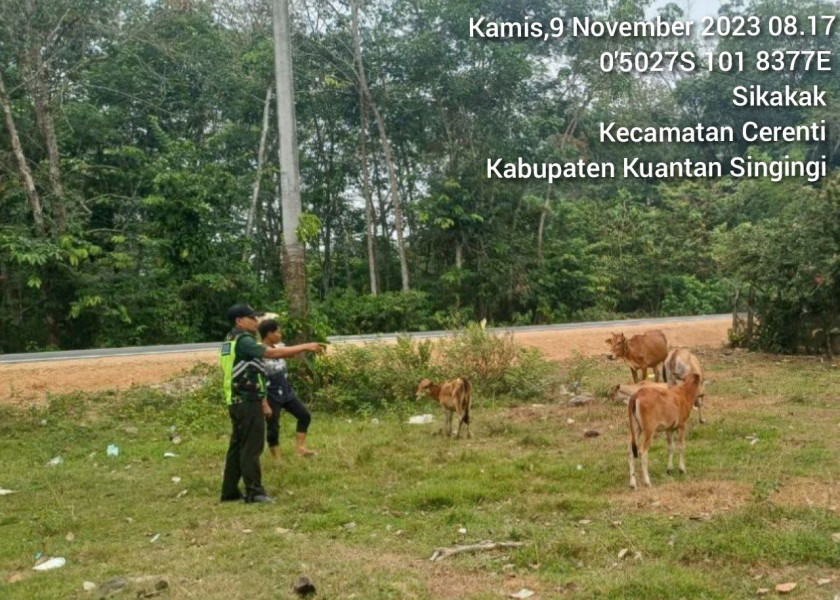 Di Desa Sikakak Kecamatan Cerenti Serda Jama Anur Babinsa Koramil 06/Cerenti Kodim 0302/Inhu Cek Langsung Ternak Sapi Warga Dan Sosialisasi Tentang Bahaya Virus PMK
