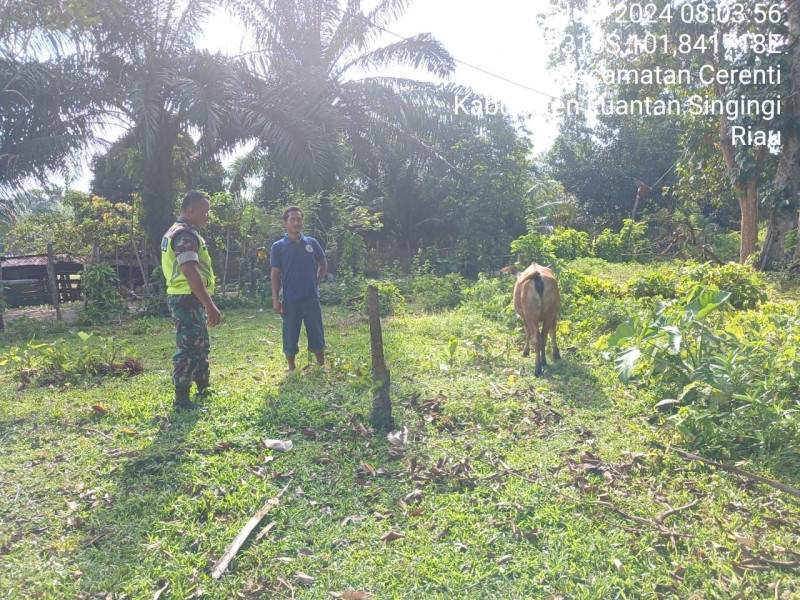 Dalam Upaya Pencegahan PMK, Babinsa Koramil 06/ Cerenti Kodim 0302/Inhu   Cek Ternak Warga
