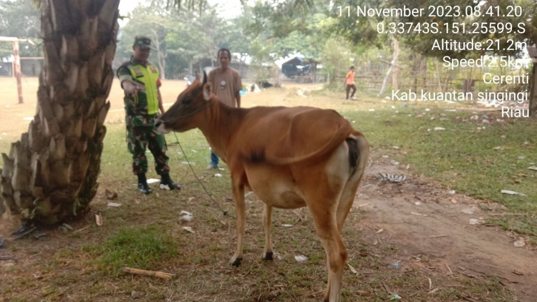 Serda Dumen Siregar Anggota Koramil 06/Cerenti Kodim 0302/Inhu Selalu Aktif Mengantisipasi Penularan Penyakit Mulut Dan Kaki (PMK) Sapi Di Desa Binaan