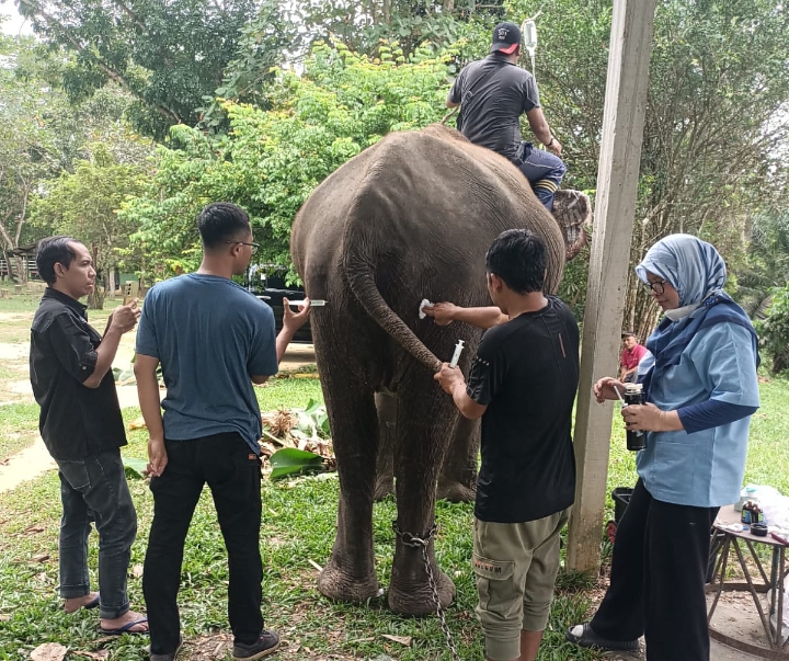 Tim Medis BBKSDA Riau Tangani Gajah Indah yang Alami Diare di PLG Minas