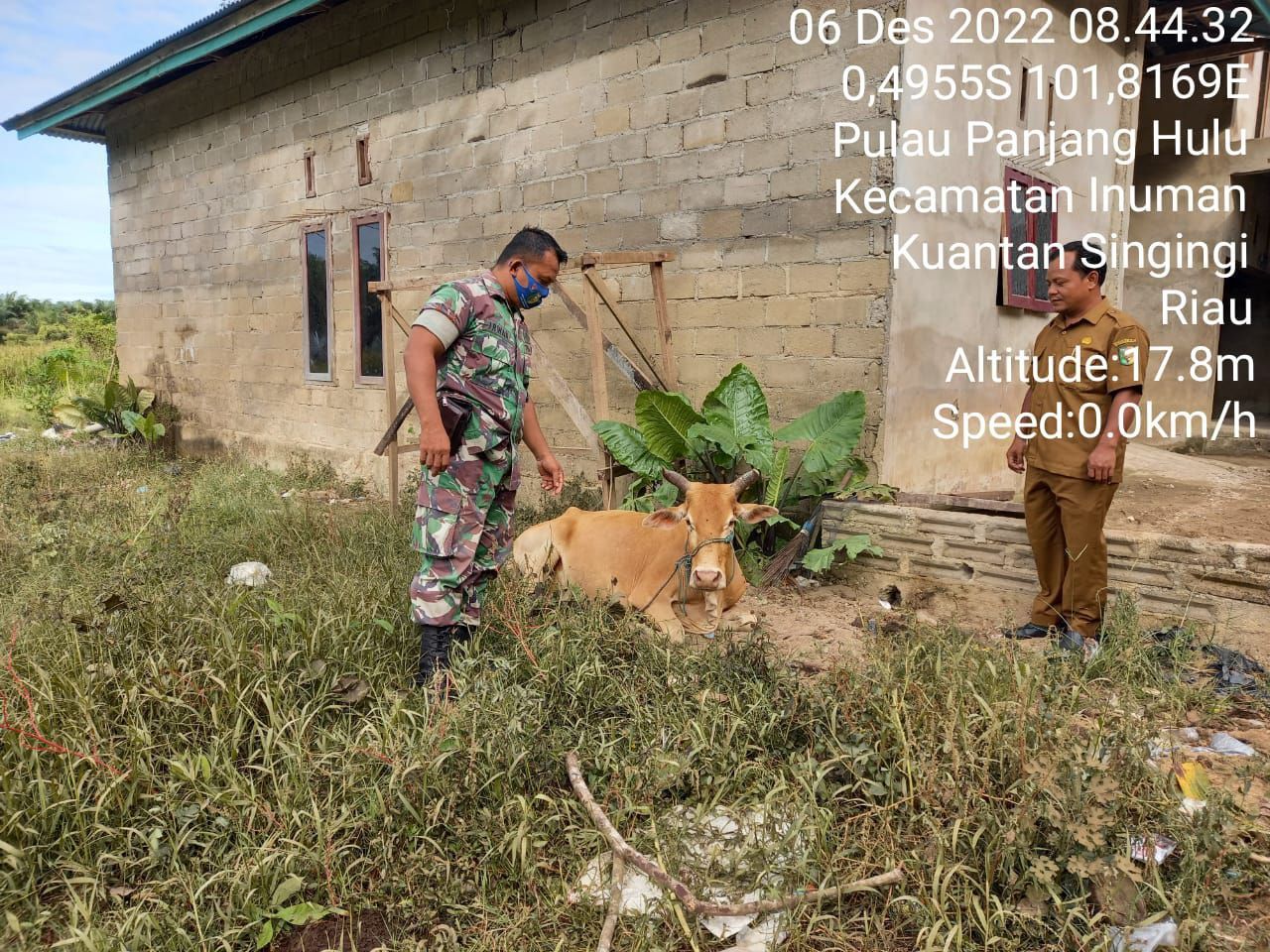 Antisipasi Penyebaran PMK, Babinsa Koramil 06/Cerenti Kodim 0302/Inhu Datangi Dan Pantau Hewan Ternak Warga Di Desa Pulau Panjang Hulu Kecamatan Inuman 