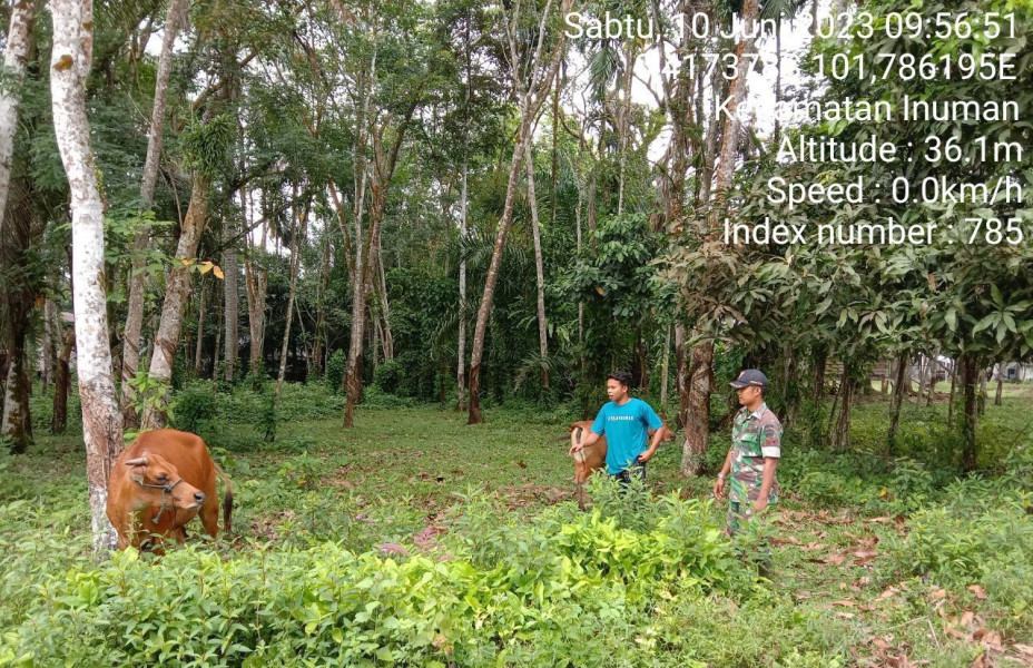 Babinsa Koramil 06/Cerenti,Kopda Irwan Pantau Ternak Sapi Warga Binaan