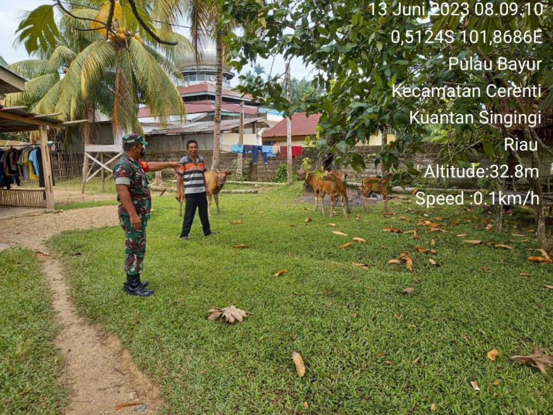 Untuk Antisipasi Gejala PMK Pada Ternak Sapi Babinsa Koramil 06/Cerenti Turun Langsung Cek Sapi Warga Dilokasi di Desa Pulau Bayur