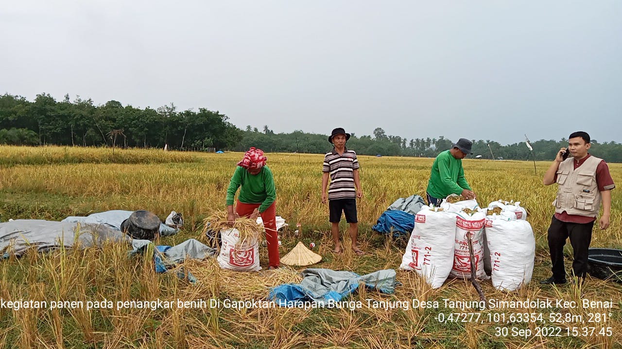 Persembahan Buat HUT Kuansing ke 23, Petani Tanjung Simandolak Gelar Panen Raya 