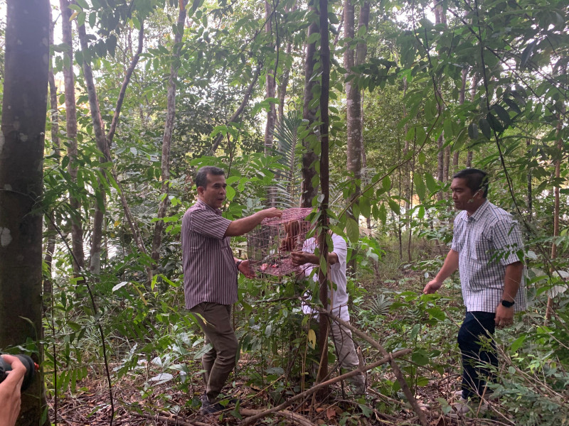 Balai Besar KSDA Riau Lepasliarkan Kukang di TWA Muka Kuning Batam