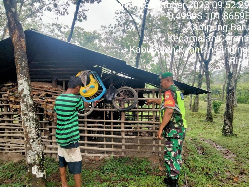 Serda Juanda Babinsa Koramil 06/Cerenti Kodim 0302/Inhu Mengantisipasi Penularan Penyakit Mulut Dan Kaki Sapi Di Wilayah Binaan Desa Kampung Baru Kecamatan Cerenti