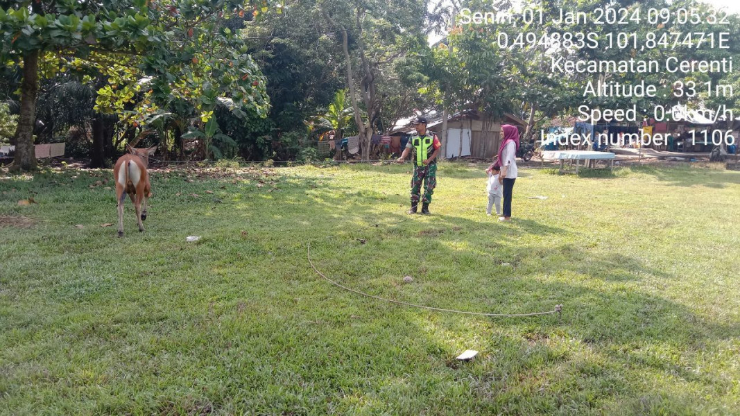 Antisipasi Penyebaran PMK, Babinsa Koramil 06/Cerenti Kodim 0302/Inhu Cek Dan Pantau Hewan Ternak Diwilayah Binaan di Kampung Baru Timur
