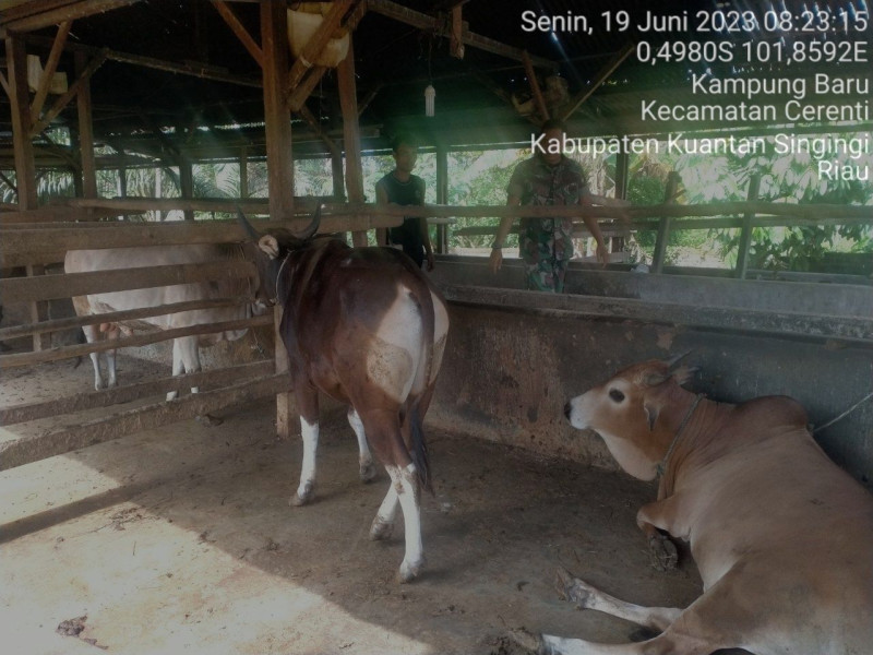 Di Desa Kampung Baru Kopda Muhammad Soleh Babinsa Koramil 06/Cerenti Mengantisipasi Penularan Penyakit Mulut Dan Kaki