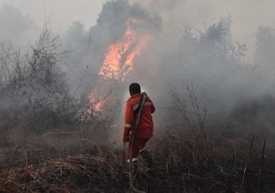 Riau Tetapkan Status Tanggap Darurat Karhutla, Rokan Hilir dan Rokan Hulu Jadi Fokus Penanganan