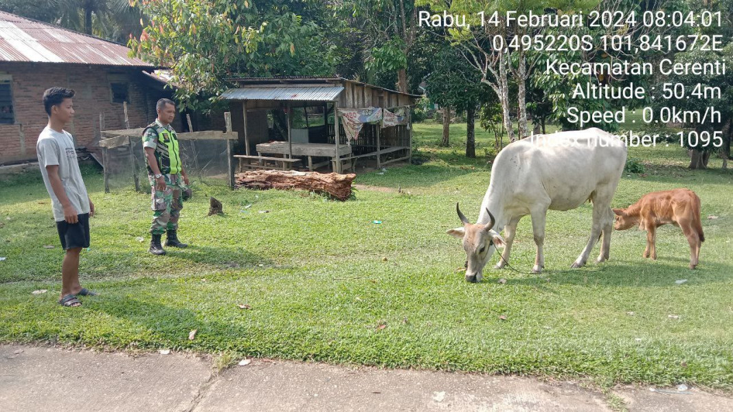 Babinsa Koramil 06/Cerenti Kodim 0302/Inhu Kopda Junedi Cek Dan Pantau Hewan Ternak Diwilayah Binaan