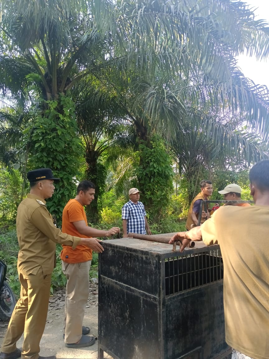 Sikapi Aduan Warga Soal Beruang Liar,  Camat Sentajo Raya Hadirkan BKSDA