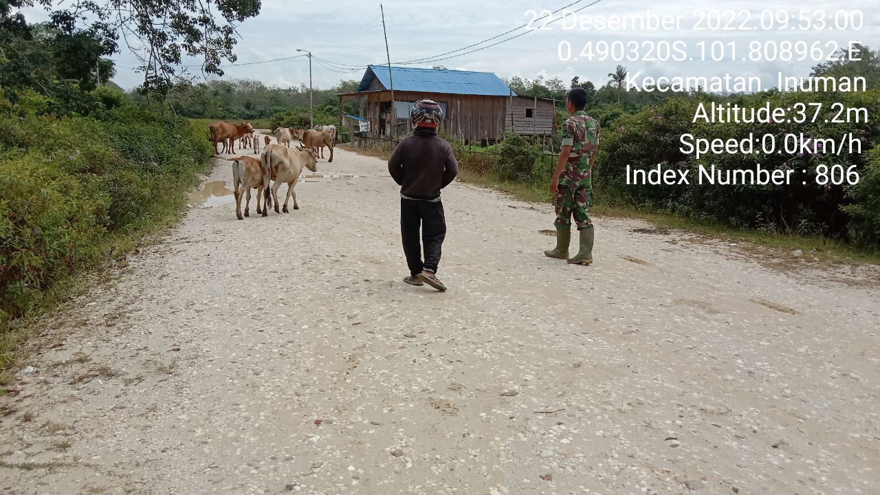 Antisipasi PMK Babinsa Koramil 06/Cerenti Kodim 0302/Inhu Cek Sapi Warga Binaan di Pulau Panjang Hulu Kecamatan Inuman Kabupaten Kuantan Singingi