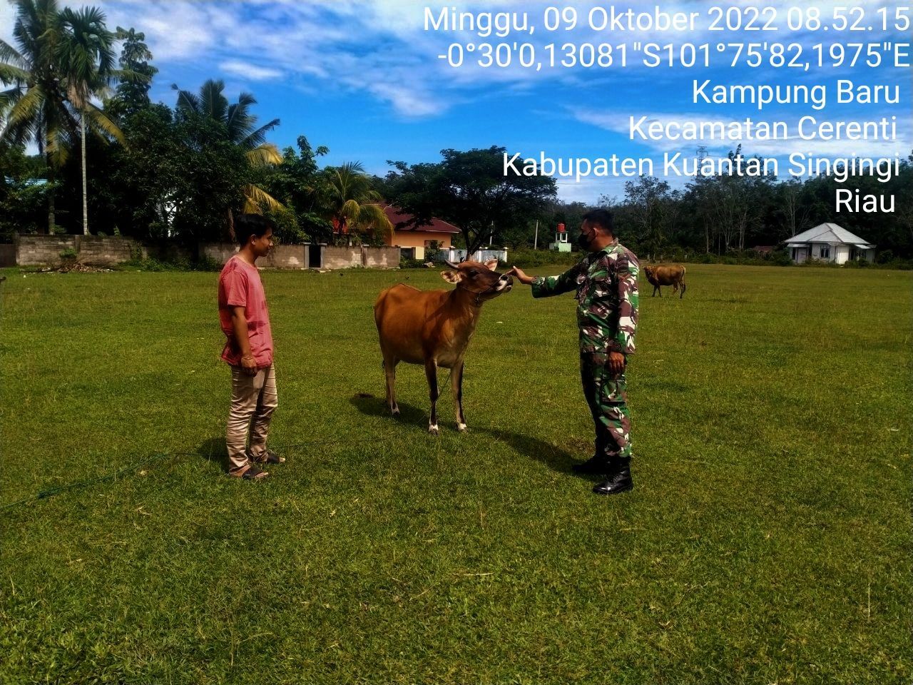 Kopda Muhammad Soleh Babinsa Koramil 06/Cerenti Kodim 0302/Inhu Mengantisipasi Penularan Penyakit Mulut Dan Kaki (PMK) Sapi di Kecamatan Cerenti