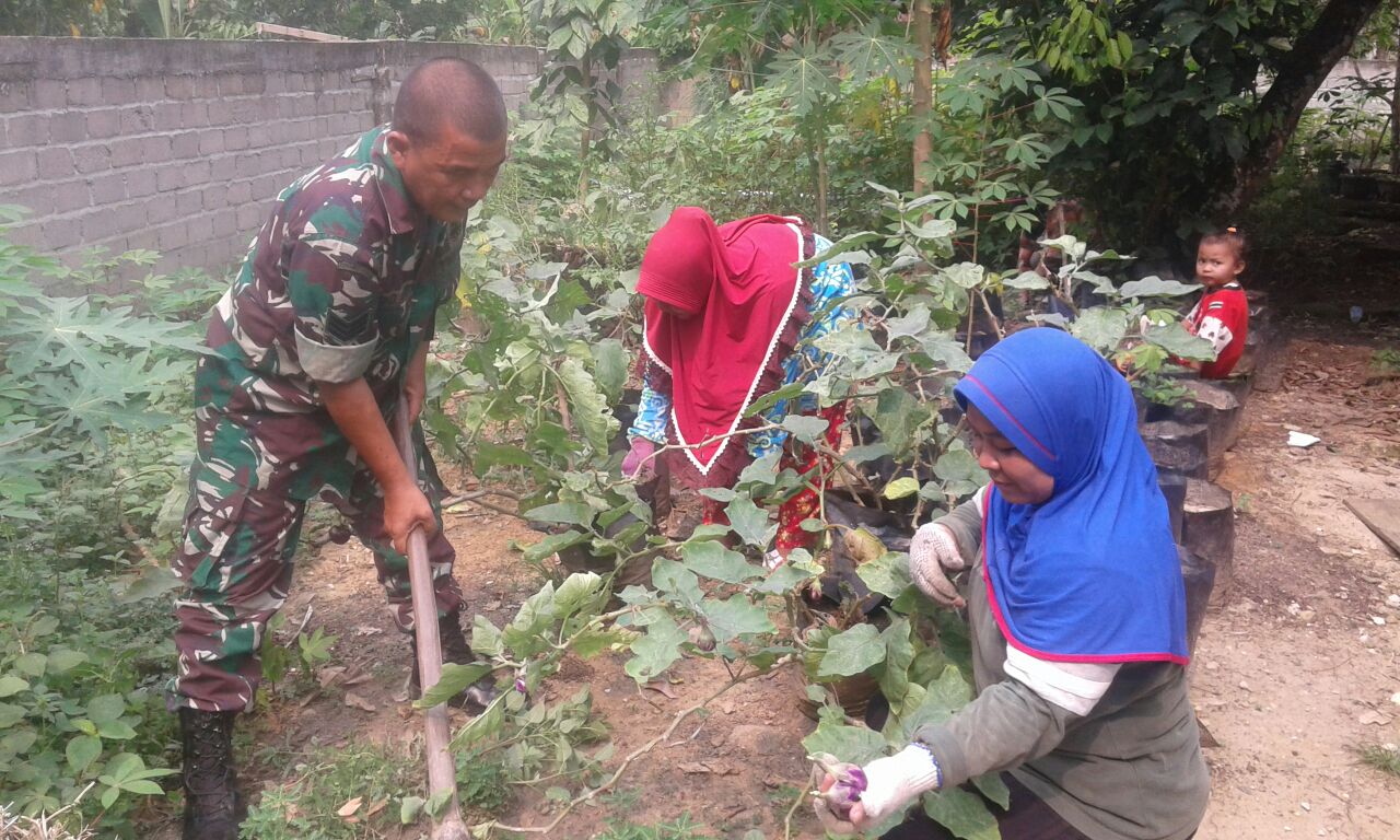 Babinsa Koramil Cerenti Melakukan Pendampingan Kepada Petani Terong Di Desa Tanjung Medan.
