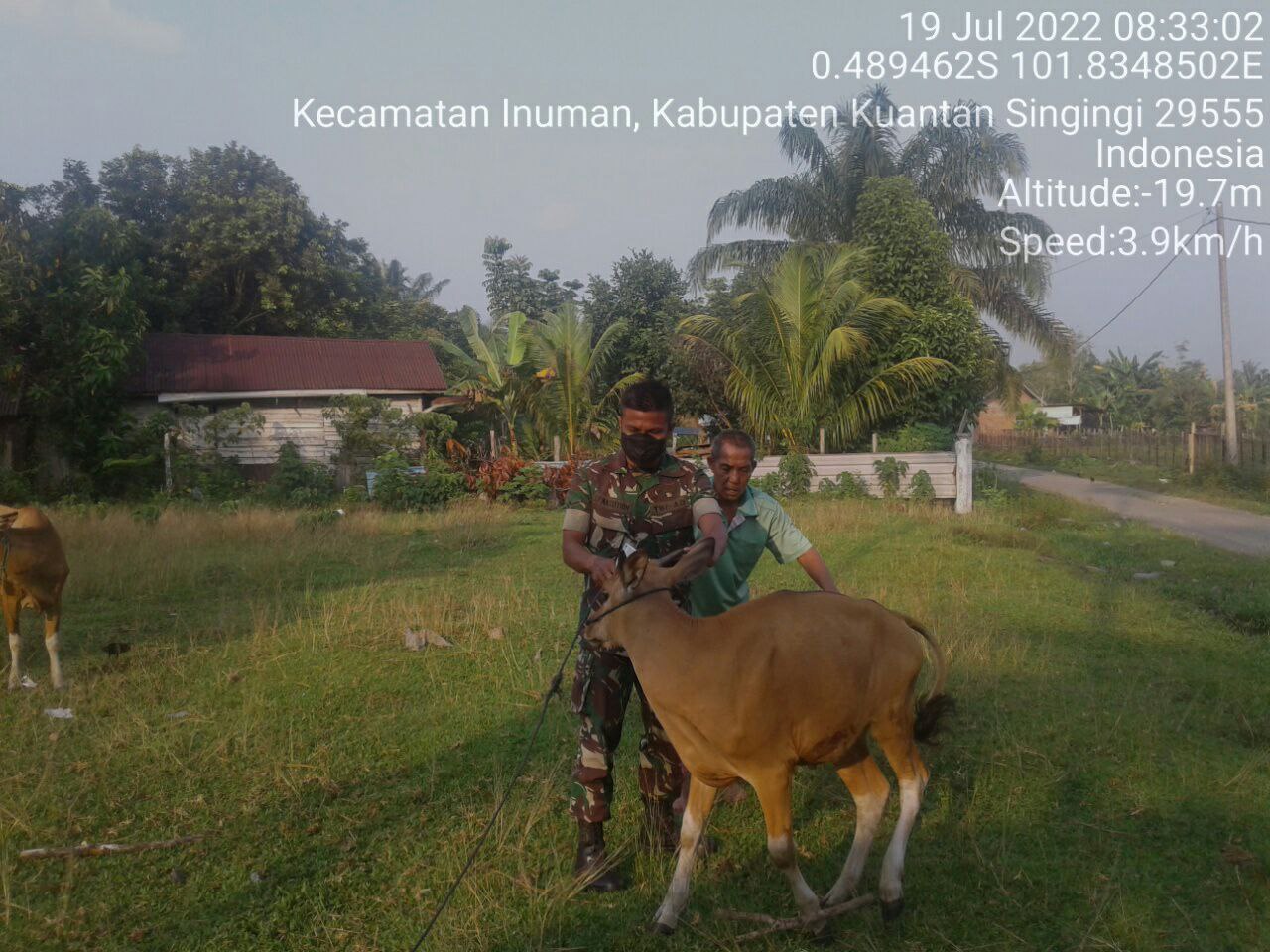 Babinsa Koramil 06/Cerenti Kodim 0302/Inhu Babinsa Terus Memantau Dan Mengantisipasi Penularan Penyakit Mulut Dan Kaki (PMK) Sapi Masyarakat di Desa Banjar Nantigo