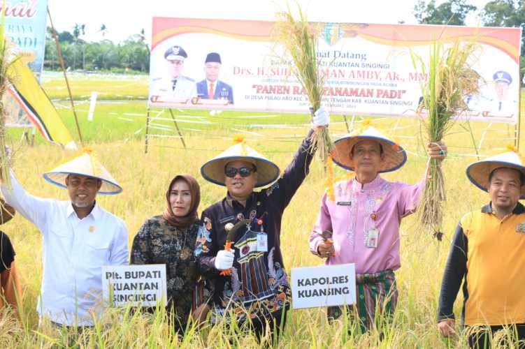 Panen Raya Padi Di Pulau Aro, Suhardiman Amby Optimis Kuansing Bisa Swasembada Pangan  