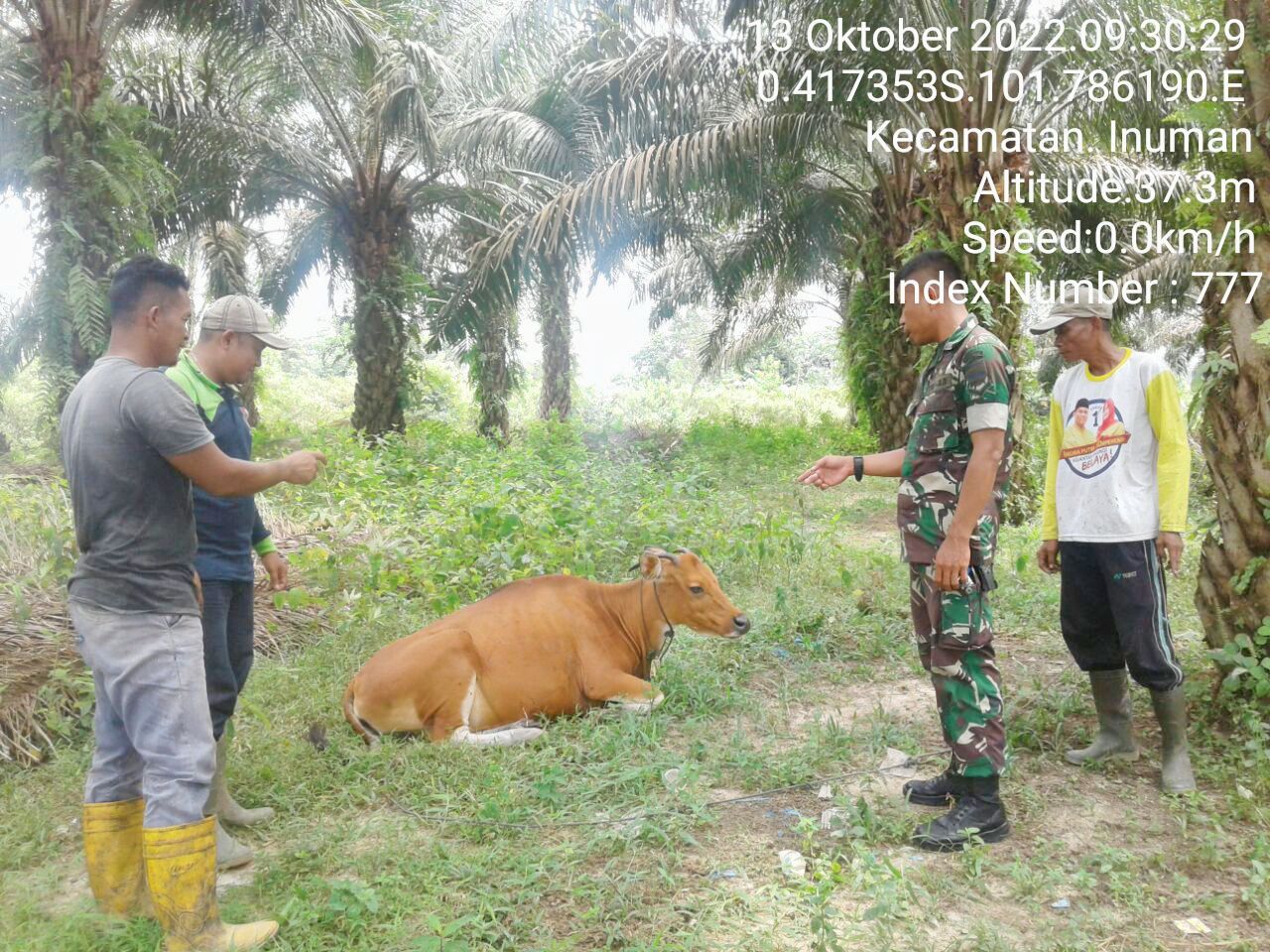 Antisipasi PMK Babinsa Koramil 06/Cerenti Kodim 0302/Inhu Cek Sapi Warga Binaan di Desa Koto Inuman Kecamatan Inuman 