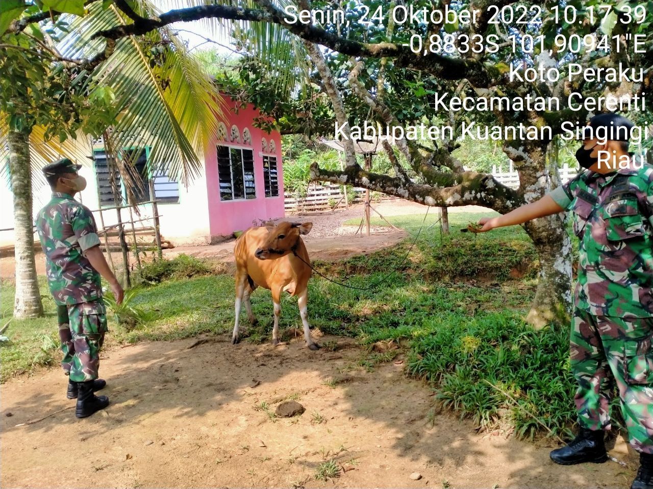Kopda Mohammad Soleh dan Kopda Irwan Babinsa Koramil 06/Cerenti Kodim 0302/Inhu Mengantisipasi Penularan Penyakit Mulut Dan Kaki (PMK) Sapi