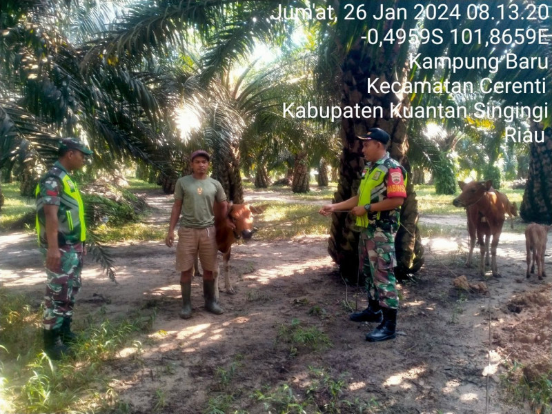 Didesa Kampung Baru Kopda Fardan Sinaga Anggota Koramil 06/Cerenti Kodim 0302/Inhu Mengantisipasi Penularan Penyakit Mulut Dan Kaki Sapi