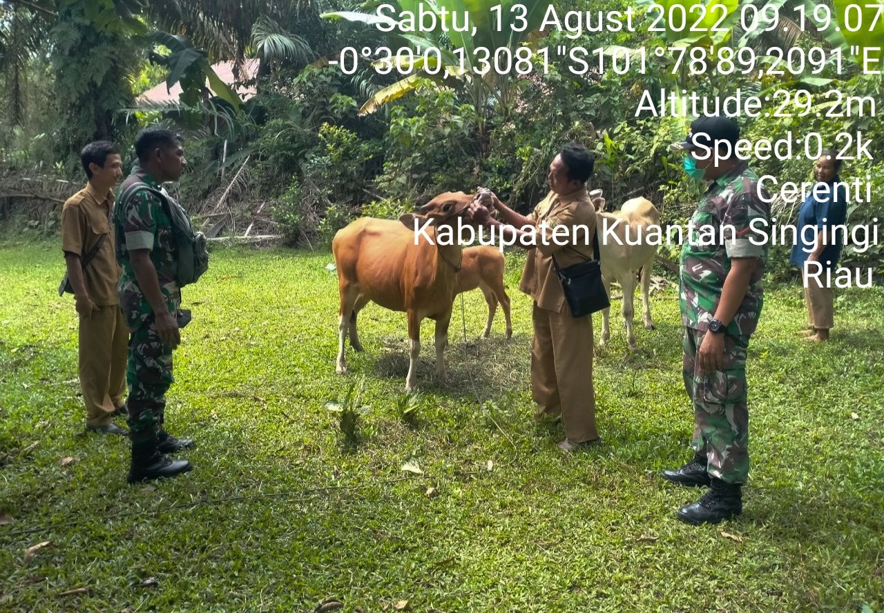 Anggota Koramil 06/Cerenti Kodim 0302/Inhu Mengantisipasi Penularan Penyakit Mulut Dan Kaki (PMK) Sapi di Desa Tanjung Medan Kecamatan Cerenti Kabupaten Kuantan Singingi