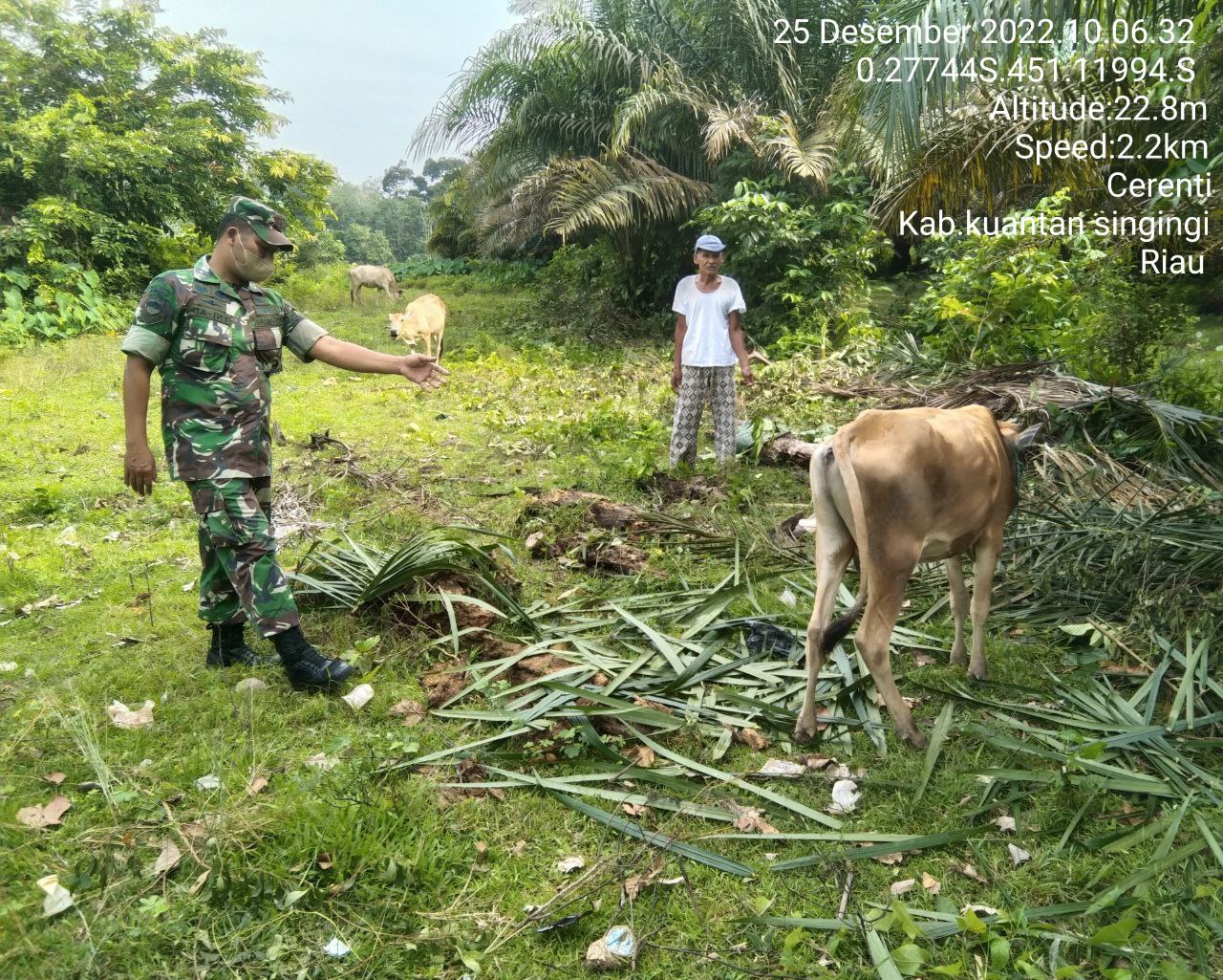 Anggota Koramil 06/Cerenti Kodim 0302/Inhu Mengantisipasi Penularan Penyakit Mulut Dan Kaki (PMK) Sapi Di Desa Binaan Tanjung Medan