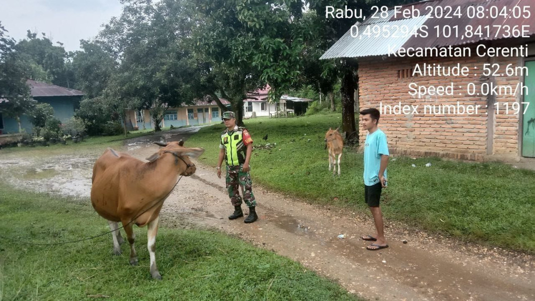 Babinsa Koramil 06/ Cerenti Kodim 0302/Inhu  Cek Ternak Warga Kompe Berangin