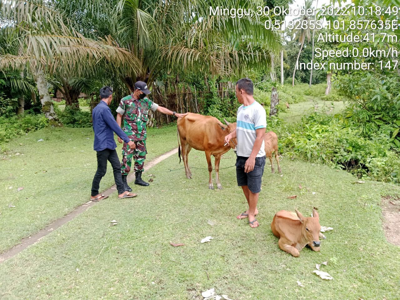 Untuk Memastikan Ternak Warga Binaan Terhindar Dari Penyakit PMK, Babinsa Koramil 06/Cerenti Kodim 0302/Inhu Pantau Sapi Warga Binaan 
