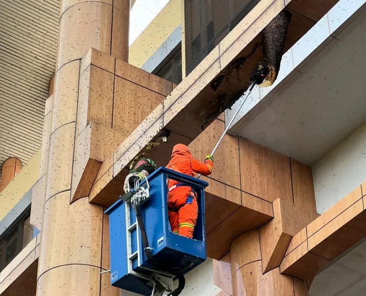 Evakuasi Dramatis Enam Sarang Lebah di Gedung Puswil, Satu Petugas Tersengat