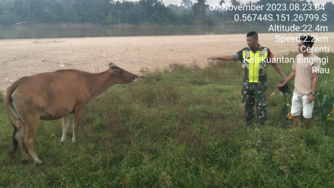 Setiap Hari, Anggota Koramil 06/Cerenti Kodim 0302/Inhu Mengantisipasi Penularan Penyakit Mulut Dan Kaki (PMK) Sapi Di Desa Binaan Tanjung Medan