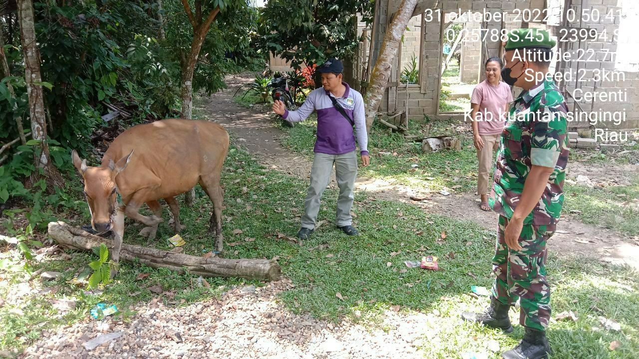 Babinsa Koramil 06/Cerenti Kodim 0302/Inhu Mengantisipasi Penularan Penyakit Mulut Dan Kaki (PMK) Sapi di Pulau Jambu Kecamatan Cerenti Kabupaten Kuantan Singingi 