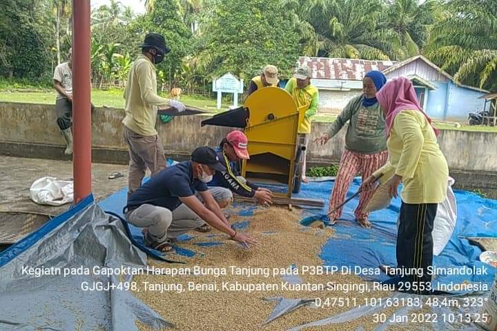 Tanjung Simandolak Jadi Desa Panangkar Benih Pertama Di Kuansing