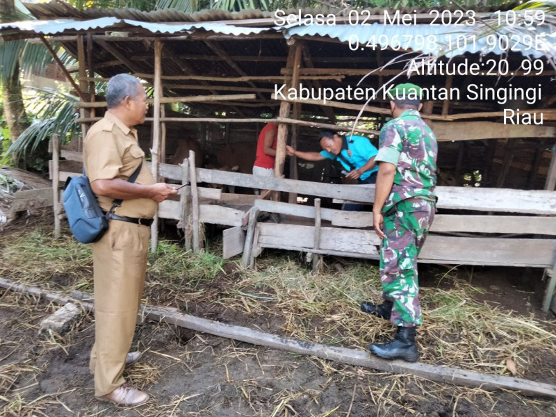 Serda Juanda Babinsa Koramil 06/Cerenti Kodim 0302/Inhu Cek Sapi Warga Desa  Binaan Mengantisipasi Penularan Penyakit Mulut Dan Kaki (PMK) Sapi