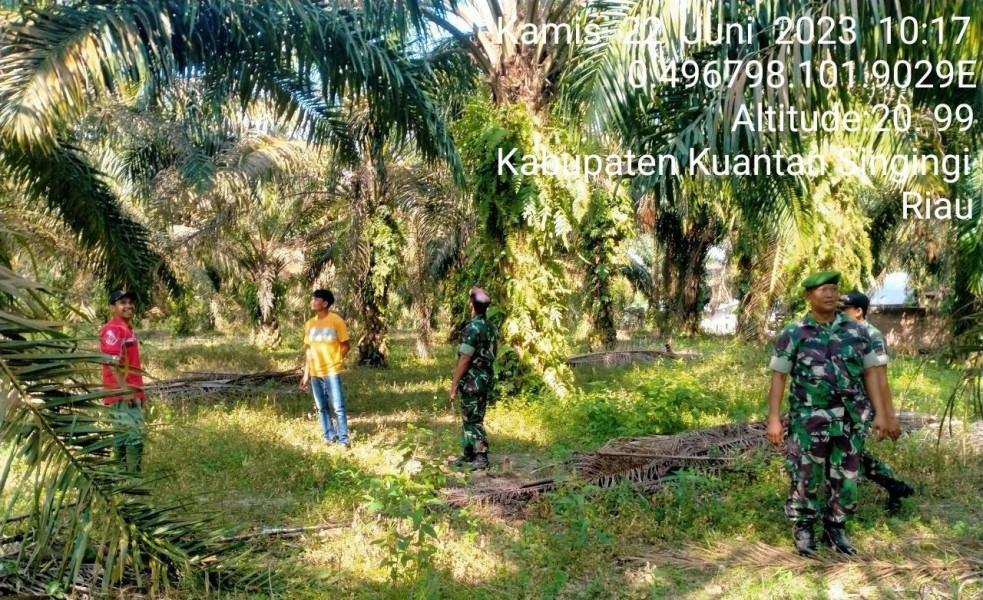 Di Desa Pulau Bayur Kecamatan Cerenti, Babinsa Koramil 06/Cerenti Kodim 0302/Inhu Laksanakan Patroli Untuk Cegah Kebakaran Hutan Dan Lahan