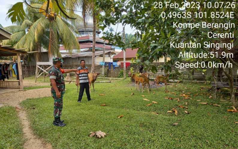 Cegah PMK Babinsa Koramil 06/Cerenti Kodim 0302/Inhu di Desa Kompe Berangin Datangi Peternak HEWAN Untuk Cek Kondisi Sapi Dipekarangan