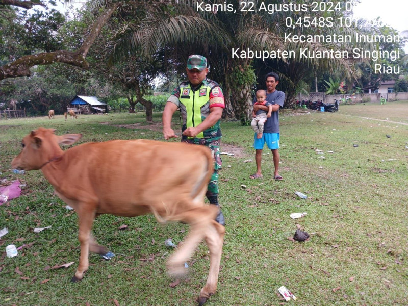 Kopda Irwan Anggota Babinsa Koramil 06/ Cerenti Kodim 0302/Inhu  Cek Ternak Warga Antisipasi PMK