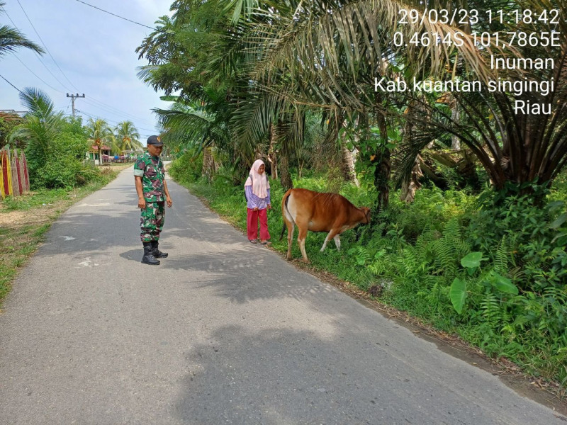 Babinsa Koramil 06/Cerenti Kodim 0302/Inhu Mengantisipasi Penularan Penyakit Mulut Dan Kaki (PMK) Sapi Laksanakan Pengecekan Langsung Hewan Ternak Sapi Warga Desa