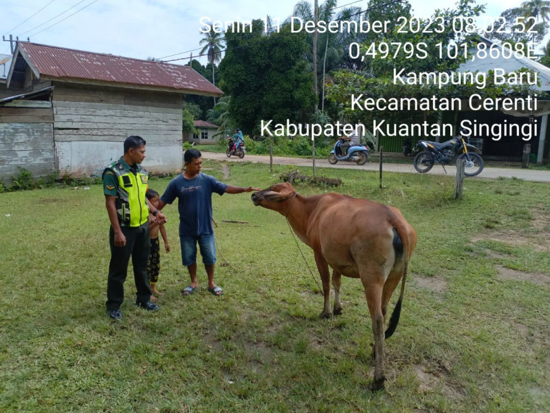 Di Desa Kampung Baru Cerenti Kecamatan Cerenti,  Serda Jama Anur Babinsa Koramil 06/Cerenti Kodim 0302/Inhu Cek Sapi Warga Antisipasi Penularan Penyakit Mulut Dan Kaki (PMK) Sapi