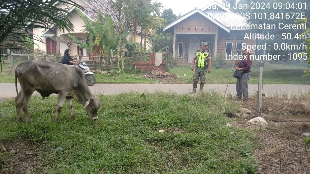 Mengantisipasi Penyebaran PMK Hewan Sapi Babinsa Koramil 06/Cerenti Kodim 0302/Inhu Kopda Junedi Cek Dan Pantau Hewan Ternak Diwilayah Binaan.